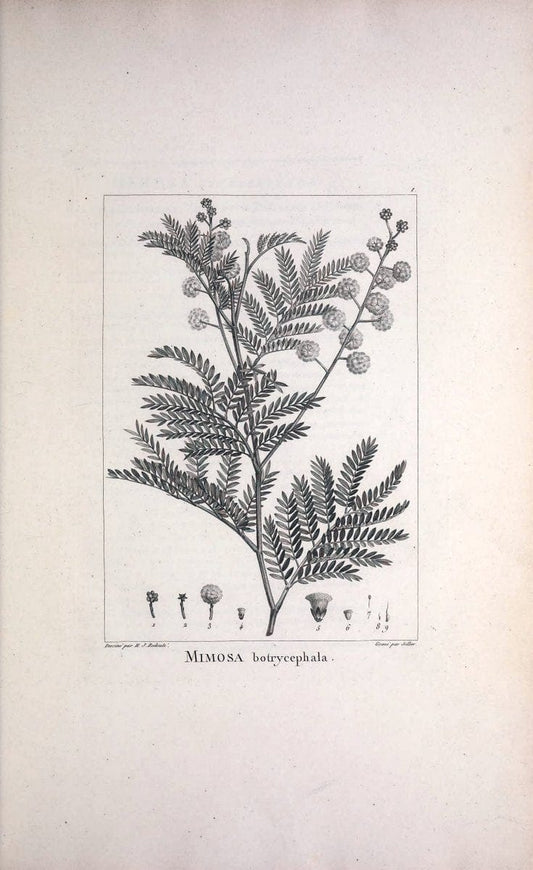 Description des plantes nouvelles et peu connues :.A Paris:De l'imprimerie de Crapelet,an 8, [i.e. 1799 or 1800]. |  | Vintage Print Reproduction 468251