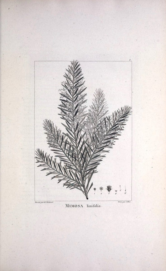 Description des plantes nouvelles et peu connues :.A Paris:De l'imprimerie de Crapelet,an 8, [i.e. 1799 or 1800]. |  | Vintage Print Reproduction 468252