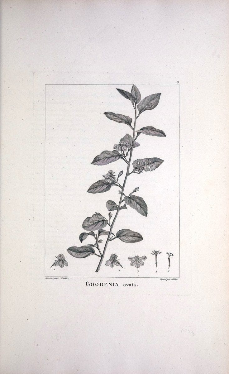 Description des plantes nouvelles et peu connues :.A Paris:De l'imprimerie de Crapelet,an 8, [i.e. 1799 or 1800]. |  | Vintage Print Reproduction 468253