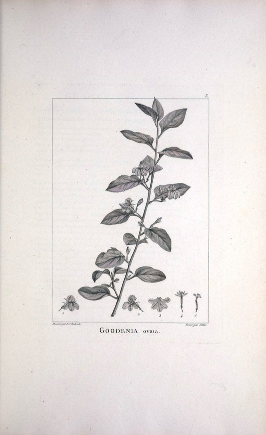 Description des plantes nouvelles et peu connues :.A Paris:De l'imprimerie de Crapelet,an 8, [i.e. 1799 or 1800]. |  | Vintage Print Reproduction 468253