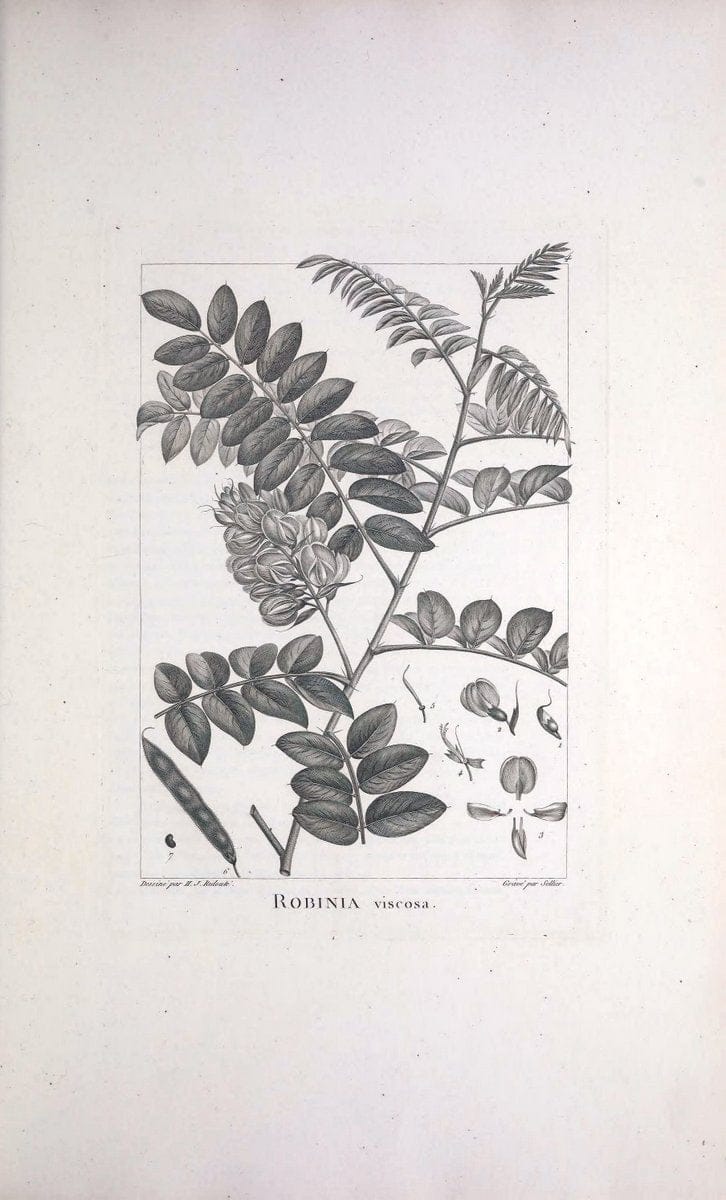 Description des plantes nouvelles et peu connues :.A Paris:De l'imprimerie de Crapelet,an 8, [i.e. 1799 or 1800]. |  | Vintage Print Reproduction 468254