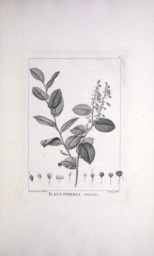 Description des plantes nouvelles et peu connues :.A Paris:De l'imprimerie de Crapelet,an 8, [i.e. 1799 or 1800]. |  | Vintage Print Reproduction 468255