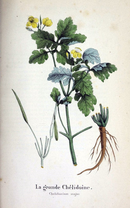 Description des plantes veÃŒÂneÃŒÂneuses du canton de Neuchatel aÃŒâ‚¬ l'usage des eÃŒÂcoles e | Neuchatel Plants Switzerland | Vintage Print Reproduction 468256
