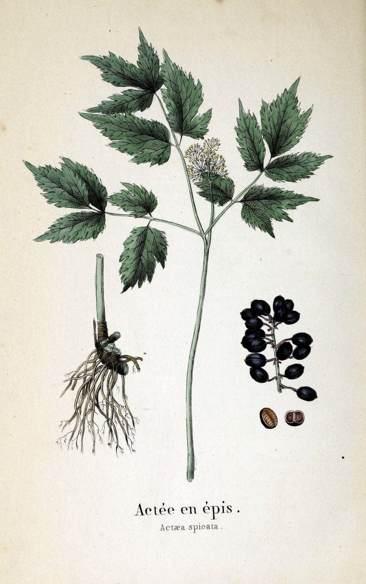 Description des plantes veÃŒÂneÃŒÂneuses du canton de Neuchatel aÃŒâ‚¬ l'usage des eÃŒÂcoles e | Neuchatel Plants Switzerland | Vintage Print Reproduction 468257