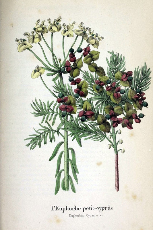 Description des plantes veÃŒÂneÃŒÂneuses du canton de Neuchatel aÃŒâ‚¬ l'usage des eÃŒÂcoles e | Neuchatel Plants Switzerland | Vintage Print Reproduction 468258