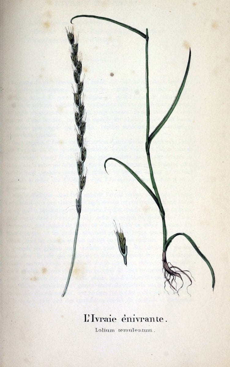 Description des plantes veÃŒÂneÃŒÂneuses du canton de Neuchatel aÃŒâ‚¬ l'usage des eÃŒÂcoles e | Neuchatel Plants Switzerland | Vintage Print Reproduction 468260