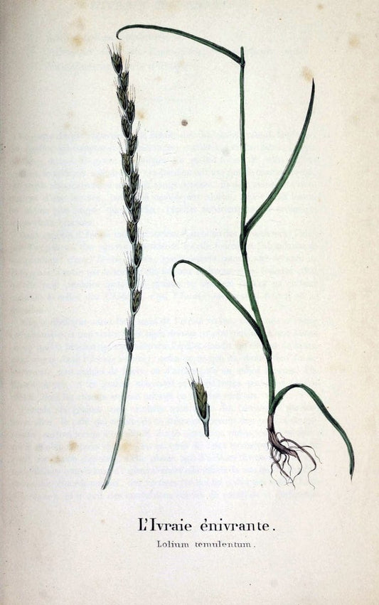 Description des plantes veÃŒÂneÃŒÂneuses du canton de Neuchatel aÃŒâ‚¬ l'usage des eÃŒÂcoles e | Neuchatel Plants Switzerland | Vintage Print Reproduction 468260