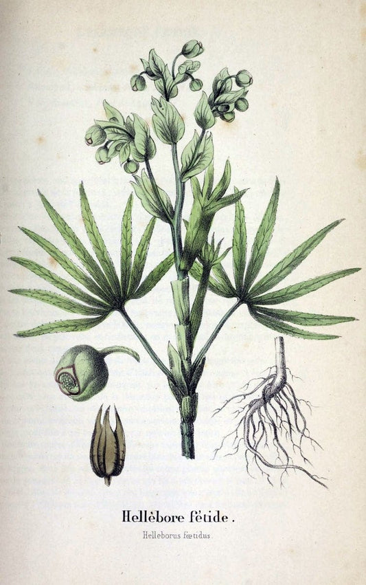 Description des plantes veÃŒÂneÃŒÂneuses du canton de Neuchatel aÃŒâ‚¬ l'usage des eÃŒÂcoles e | Neuchatel Plants Switzerland | Vintage Print Reproduction 468261