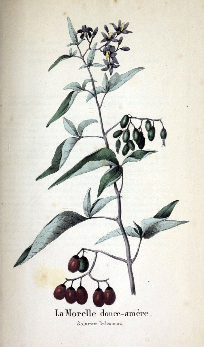 Description des plantes veÃŒÂneÃŒÂneuses du canton de Neuchatel aÃŒâ‚¬ l'usage des eÃŒÂcoles e | Neuchatel Plants Switzerland | Vintage Print Reproduction 468262