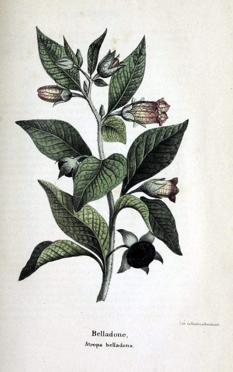 Description des plantes veÃŒÂneÃŒÂneuses du canton de Neuchatel aÃŒâ‚¬ l'usage des eÃŒÂcoles e | Neuchatel Plants Switzerland | Vintage Print Reproduction 468263