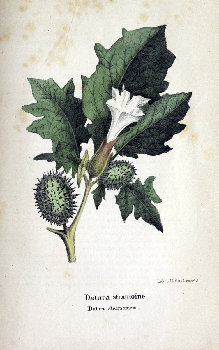 Description des plantes veÃŒÂneÃŒÂneuses du canton de Neuchatel aÃŒâ‚¬ l'usage des eÃŒÂcoles e | Neuchatel Plants Switzerland | Vintage Print Reproduction 468264