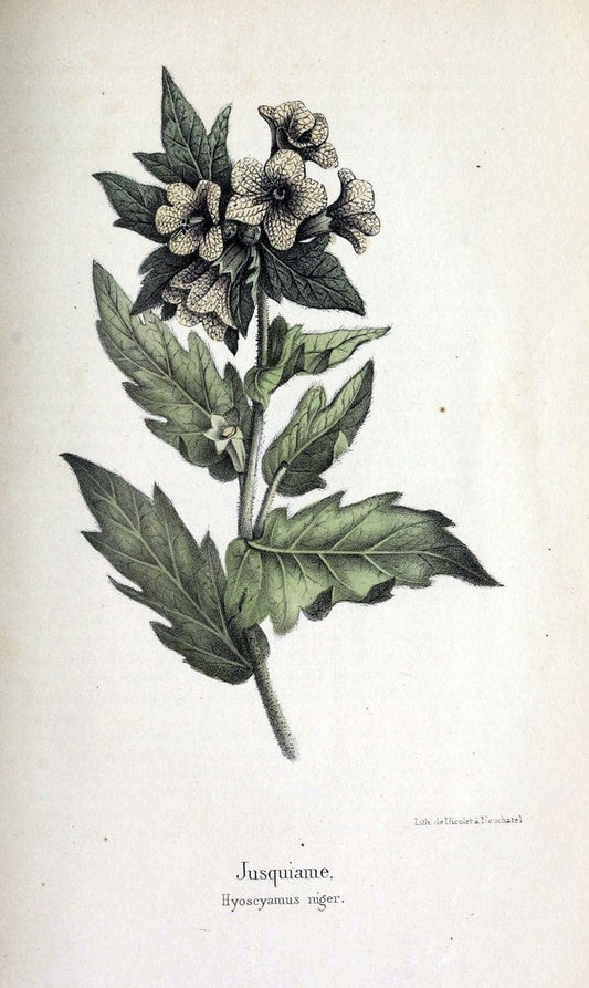 Description des plantes veÃŒÂneÃŒÂneuses du canton de Neuchatel aÃŒâ‚¬ l'usage des eÃŒÂcoles e | Neuchatel Plants Switzerland | Vintage Print Reproduction 468265