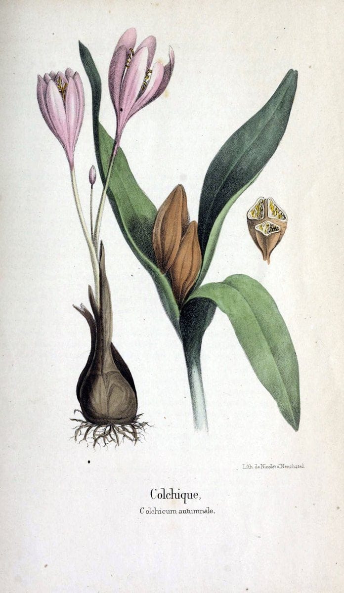 Description des plantes veÃŒÂneÃŒÂneuses du canton de Neuchatel aÃŒâ‚¬ l'usage des eÃŒÂcoles e | Neuchatel Plants Switzerland | Vintage Print Reproduction 468266