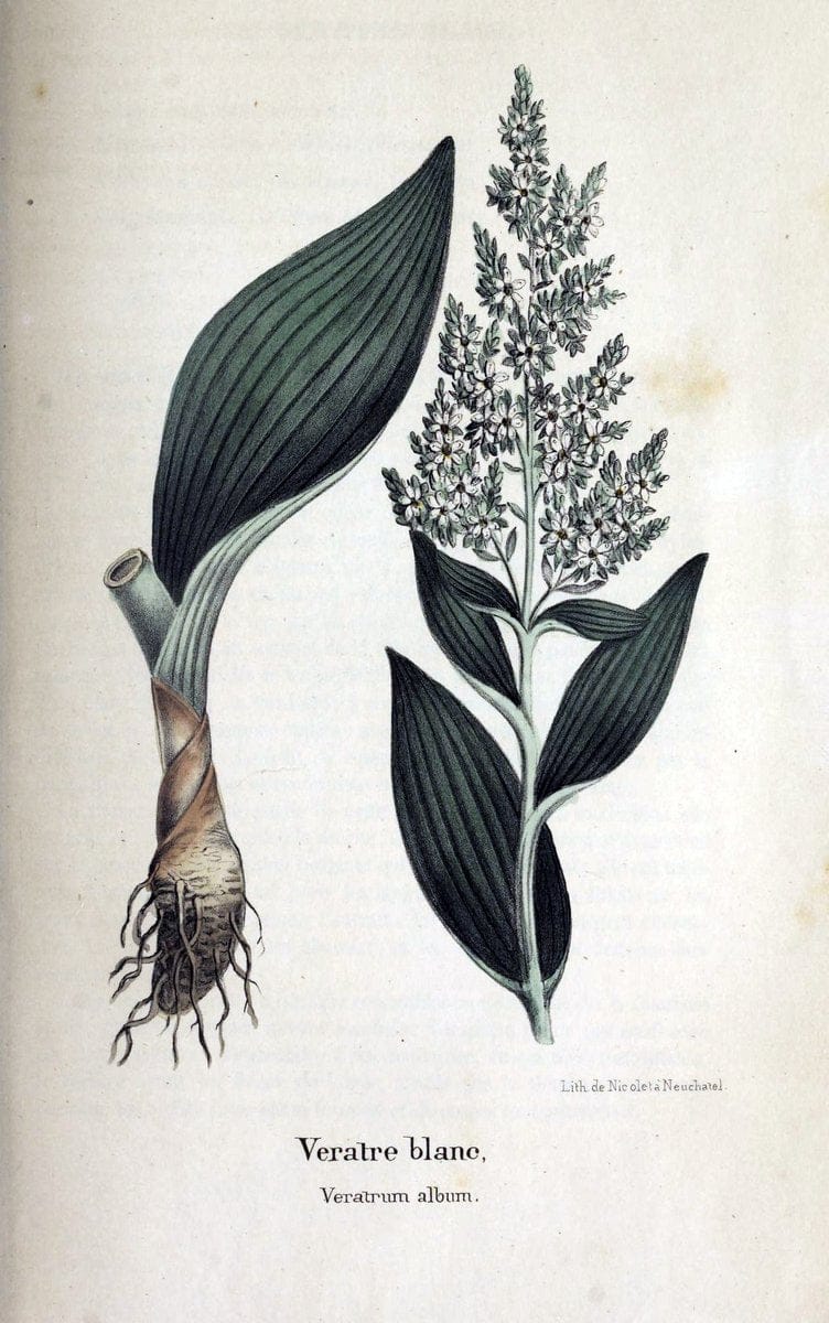 Description des plantes veÃŒÂneÃŒÂneuses du canton de Neuchatel aÃŒâ‚¬ l'usage des eÃŒÂcoles e | Neuchatel Plants Switzerland | Vintage Print Reproduction 468267
