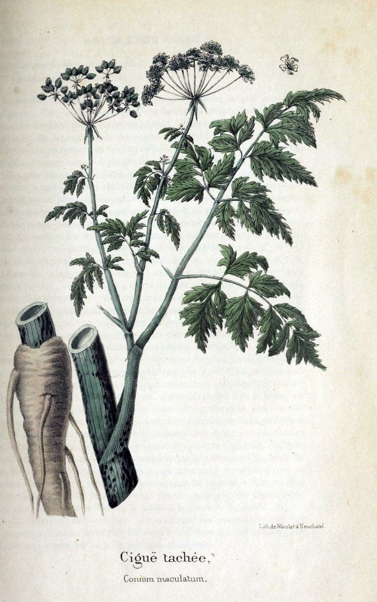 Description des plantes veÃŒÂneÃŒÂneuses du canton de Neuchatel aÃŒâ‚¬ l'usage des eÃŒÂcoles e | Neuchatel Plants Switzerland | Vintage Print Reproduction 468268