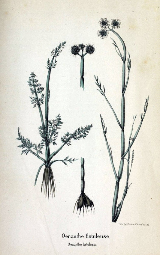 Description des plantes veÃŒÂneÃŒÂneuses du canton de Neuchatel aÃŒâ‚¬ l'usage des eÃŒÂcoles e | Neuchatel Plants Switzerland | Vintage Print Reproduction 468269