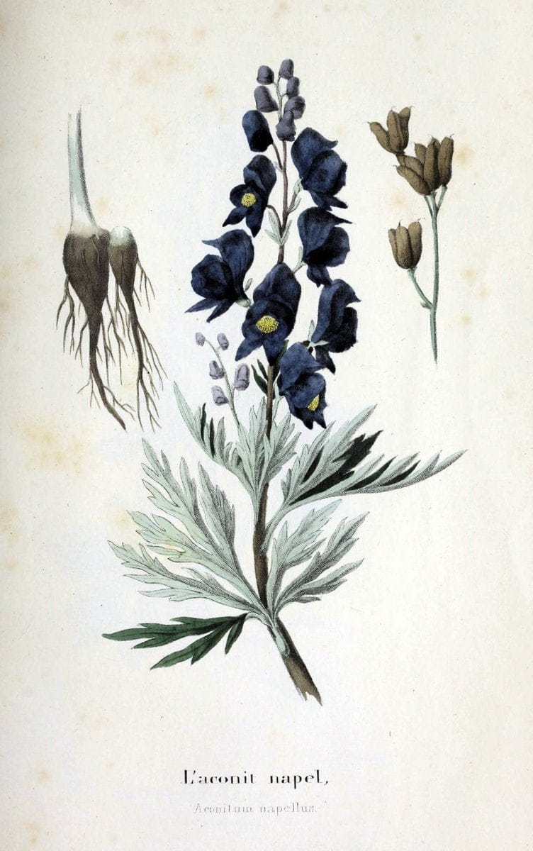 Description des plantes veÃŒÂneÃŒÂneuses du canton de Neuchatel aÃŒâ‚¬ l'usage des eÃŒÂcoles e | Neuchatel Plants Switzerland | Vintage Print Reproduction 468270