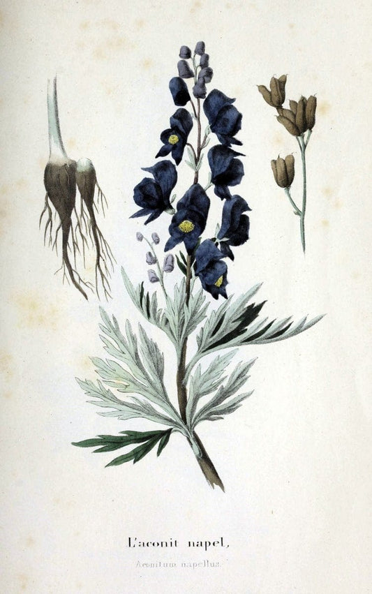 Description des plantes veÃŒÂneÃŒÂneuses du canton de Neuchatel aÃŒâ‚¬ l'usage des eÃŒÂcoles e | Neuchatel Plants Switzerland | Vintage Print Reproduction 468270