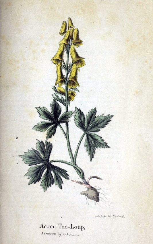 Description des plantes veÃŒÂneÃŒÂneuses du canton de Neuchatel aÃŒâ‚¬ l'usage des eÃŒÂcoles e | Neuchatel Plants Switzerland | Vintage Print Reproduction 468271