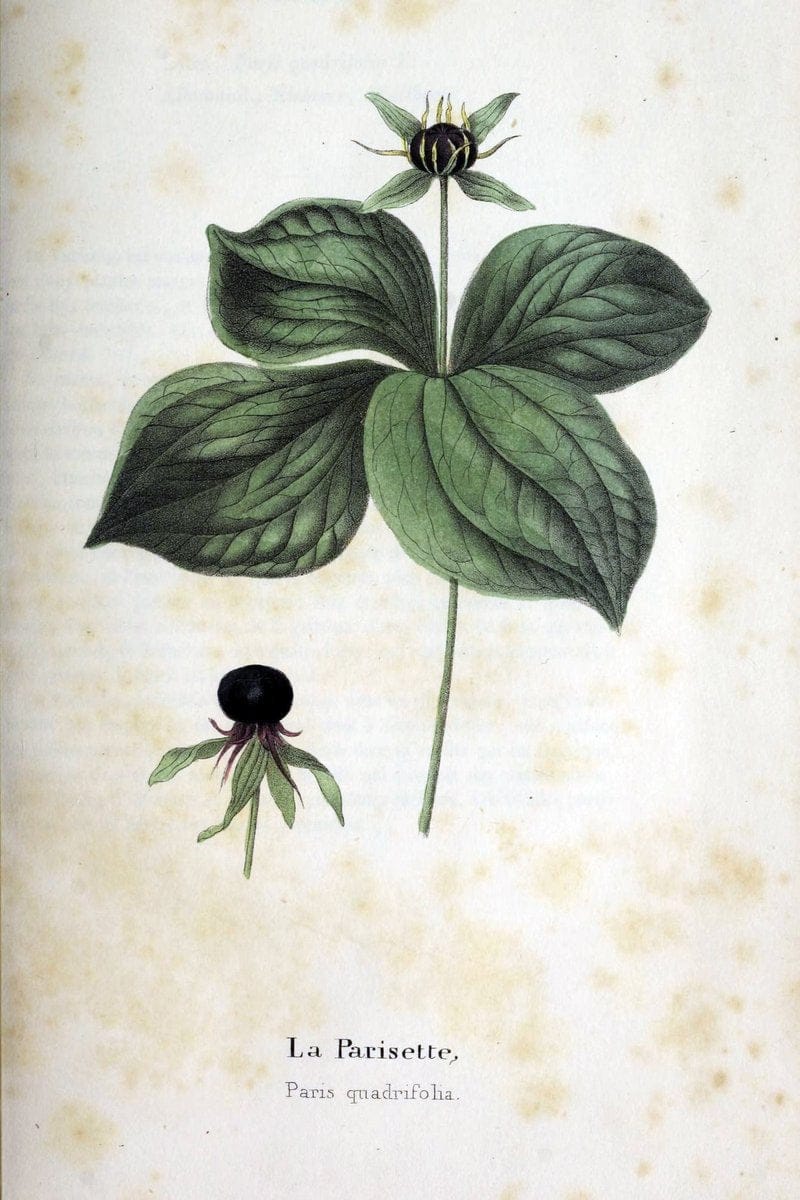 Description des plantes veÃŒÂneÃŒÂneuses du canton de Neuchatel aÃŒâ‚¬ l'usage des eÃŒÂcoles e | Neuchatel Plants Switzerland | Vintage Print Reproduction 468272