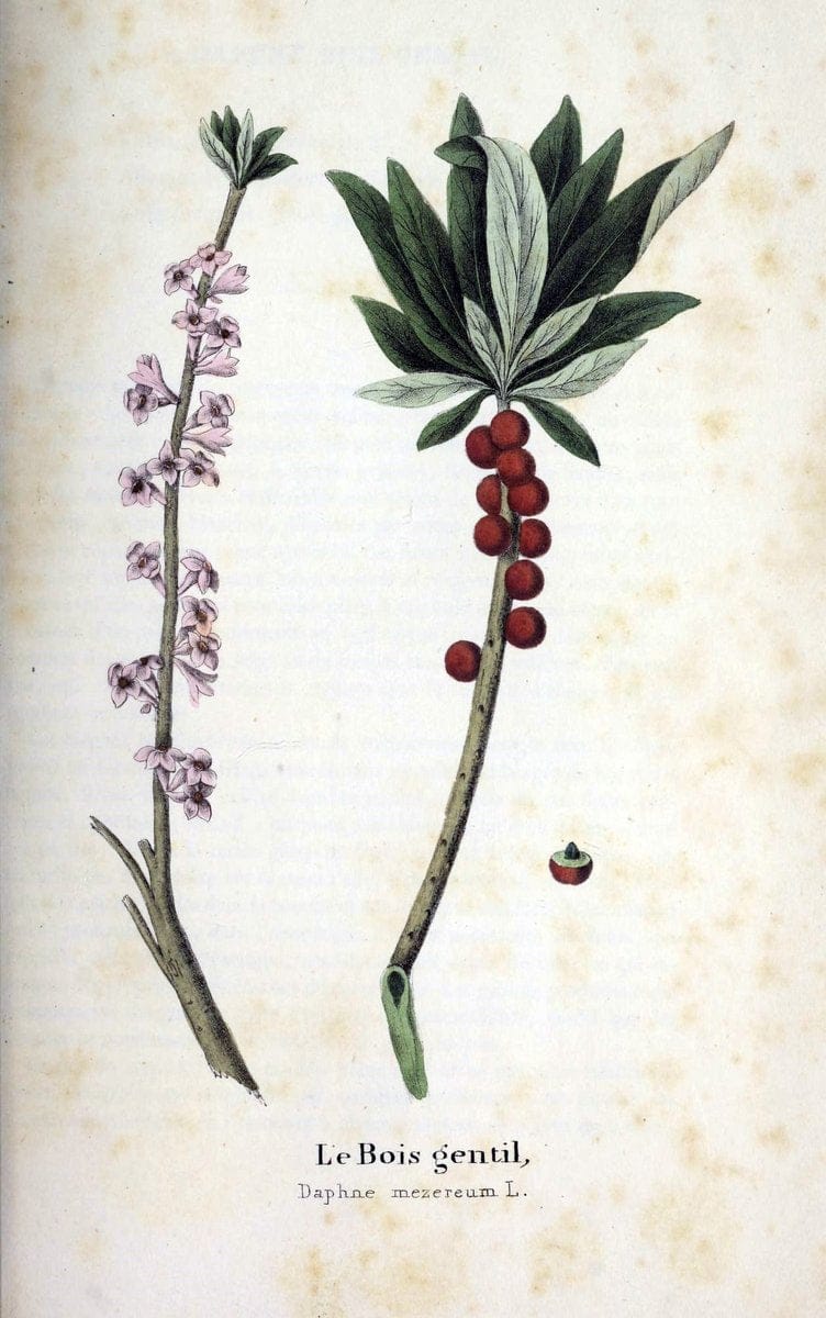 Description des plantes veÃŒÂneÃŒÂneuses du canton de Neuchatel aÃŒâ‚¬ l'usage des eÃŒÂcoles e | Neuchatel Plants Switzerland | Vintage Print Reproduction 468273