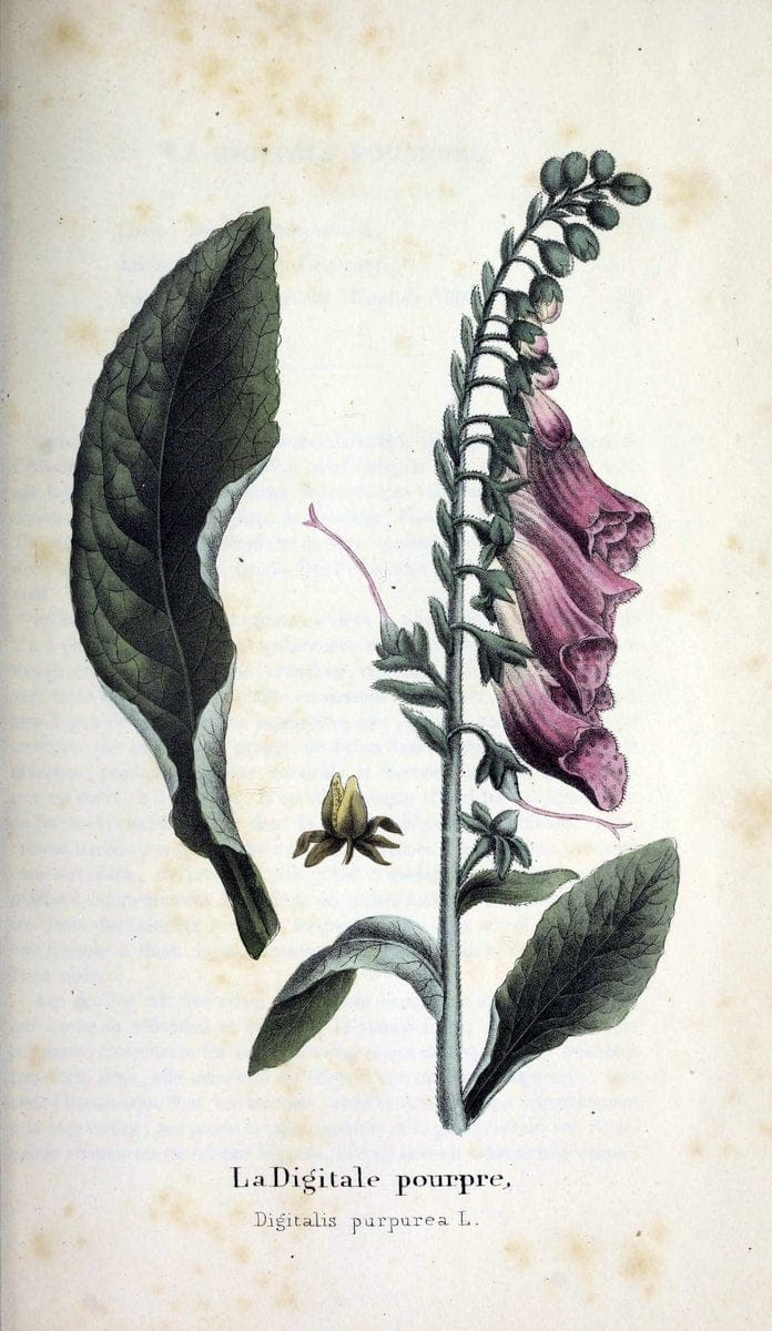 Description des plantes veÃŒÂneÃŒÂneuses du canton de Neuchatel aÃŒâ‚¬ l'usage des eÃŒÂcoles e | Neuchatel Plants Switzerland | Vintage Print Reproduction 468275