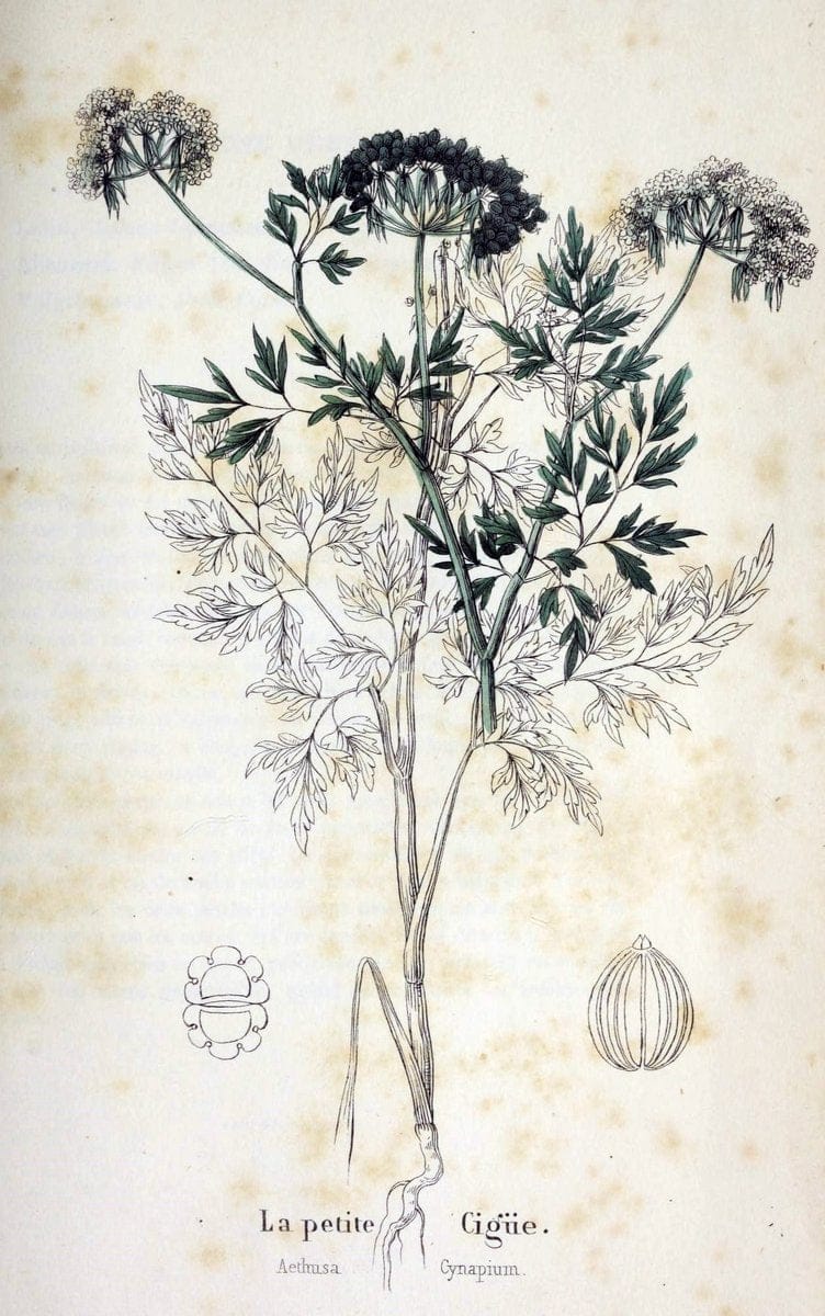Description des plantes veÃŒÂneÃŒÂneuses du canton de Neuchatel aÃŒâ‚¬ l'usage des eÃŒÂcoles e | Neuchatel Plants Switzerland | Vintage Print Reproduction 468276