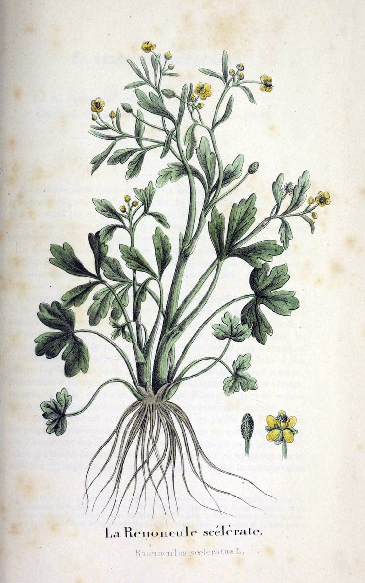 Description des plantes veÃŒÂneÃŒÂneuses du canton de Neuchatel aÃŒâ‚¬ l'usage des eÃŒÂcoles e | Neuchatel Plants Switzerland | Vintage Print Reproduction 468277