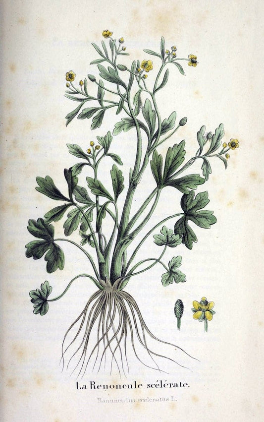 Description des plantes veÃŒÂneÃŒÂneuses du canton de Neuchatel aÃŒâ‚¬ l'usage des eÃŒÂcoles e | Neuchatel Plants Switzerland | Vintage Print Reproduction 468277