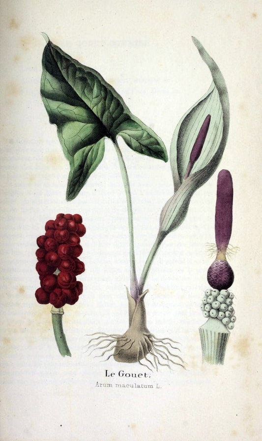 Description des plantes veÃŒÂneÃŒÂneuses du canton de Neuchatel aÃŒâ‚¬ l'usage des eÃŒÂcoles e | Neuchatel Plants Switzerland | Vintage Print Reproduction 468278