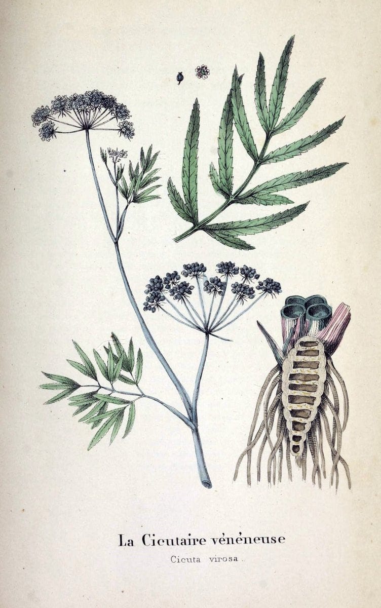 Description des plantes veÃŒÂneÃŒÂneuses du canton de Neuchatel aÃŒâ‚¬ l'usage des eÃŒÂcoles e | Neuchatel Plants Switzerland | Vintage Print Reproduction 468279