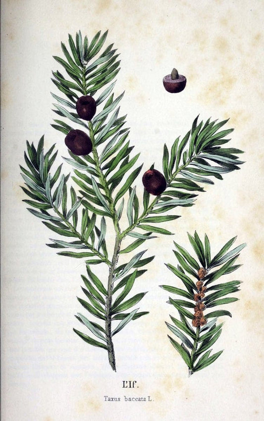 Description des plantes veÃŒÂneÃŒÂneuses du canton de Neuchatel aÃŒâ‚¬ l'usage des eÃŒÂcoles e | Neuchatel Plants Switzerland | Vintage Print Reproduction 468280
