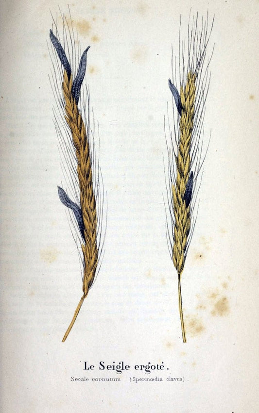 Description des plantes veÃŒÂneÃŒÂneuses du canton de Neuchatel aÃŒâ‚¬ l'usage des eÃŒÂcoles e | Neuchatel Plants Switzerland | Vintage Print Reproduction 468281