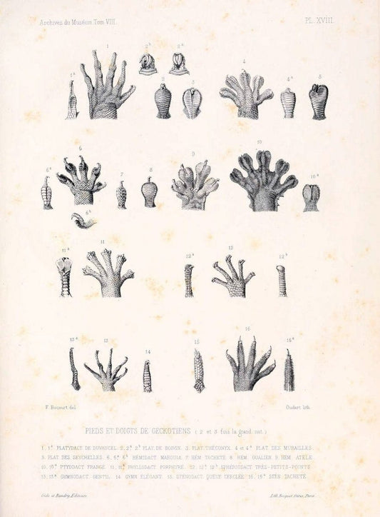 Description des reptiles nouveaux ou imparfaitement connus de la collection du MusÃ©um d'histoire naturelle et remarques sur la classification et les caractÃ¨res des reptiles. | Reproduction 468283