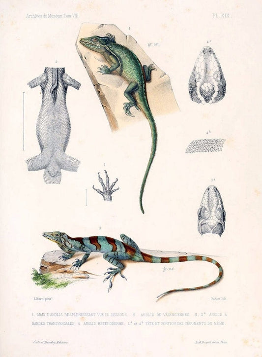 Description des reptiles nouveaux ou imparfaitement connus de la collection du MusÃ©um d'histoire naturelle et remarques sur la classification et les caractÃ¨res des reptiles. | Reproduction 468284