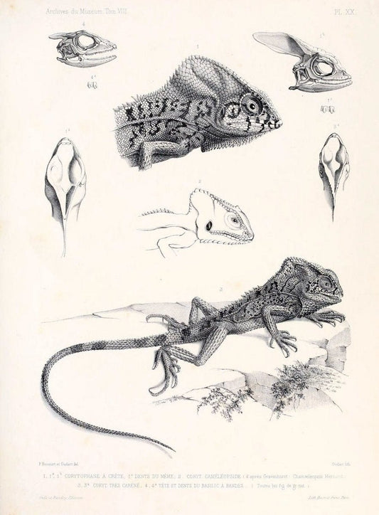 Description des reptiles nouveaux ou imparfaitement connus de la collection du MusÃ©um d'histoire naturelle et remarques sur la classification et les caractÃ¨res des reptiles. | Reproduction 468285