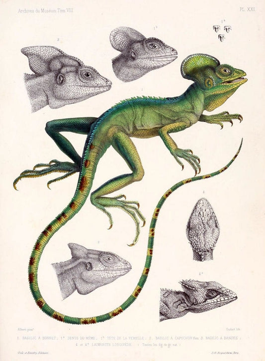Description des reptiles nouveaux ou imparfaitement connus de la collection du MusÃ©um d'histoire naturelle et remarques sur la classification et les caractÃ¨res des reptiles. | Reproduction 468286