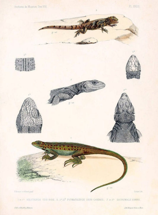 Description des reptiles nouveaux ou imparfaitement connus de la collection du MusÃ©um d'histoire naturelle et remarques sur la classification et les caractÃ¨res des reptiles. | Reproduction 468288