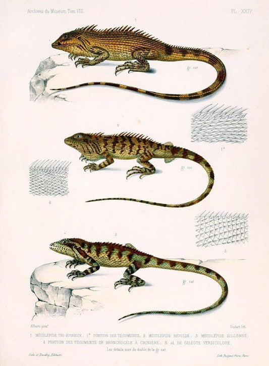 Description des reptiles nouveaux ou imparfaitement connus de la collection du MusÃ©um d'histoire naturelle et remarques sur la classification et les caractÃ¨res des reptiles. | Reproduction 468289