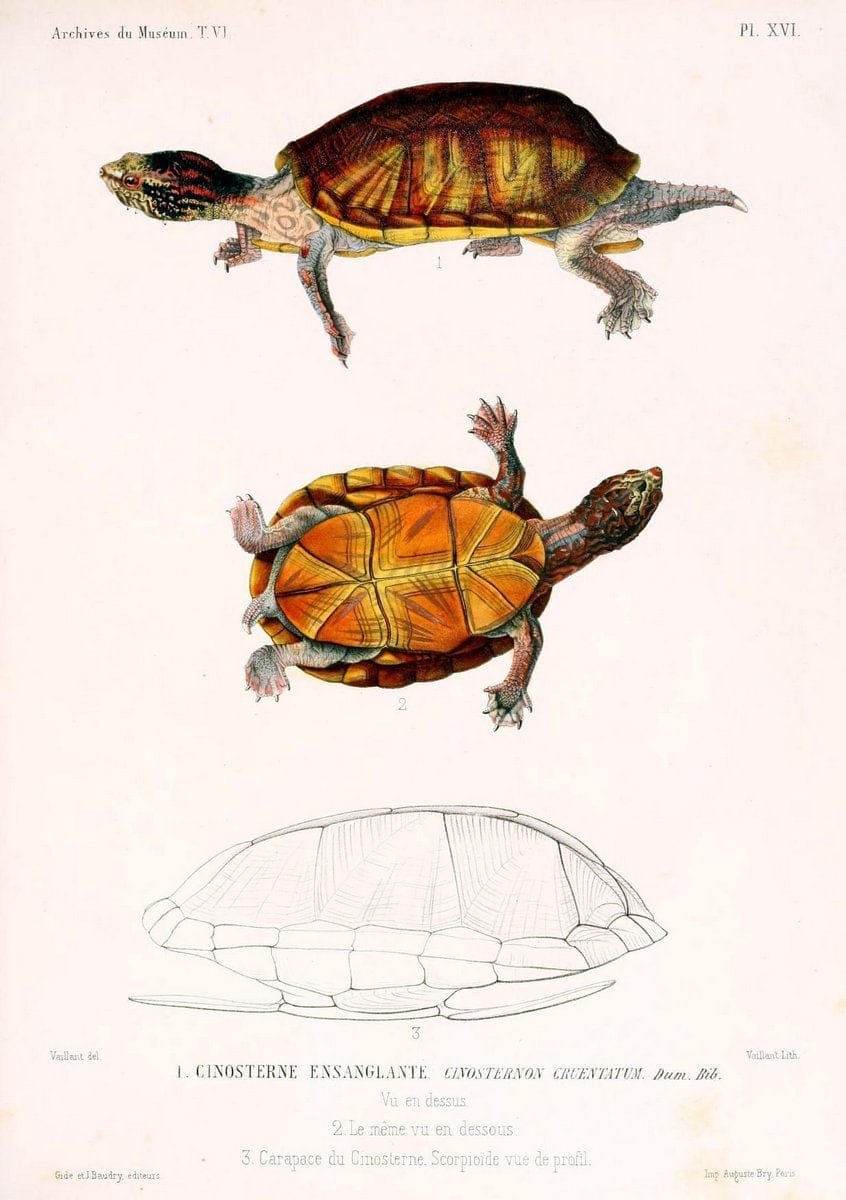 Description des reptiles nouveaux ou imparfaitement connus de la collection du MusÃ©um d'histoire naturelle et remarques sur la classification et les caractÃ¨res des reptiles. | Reproduction 468290