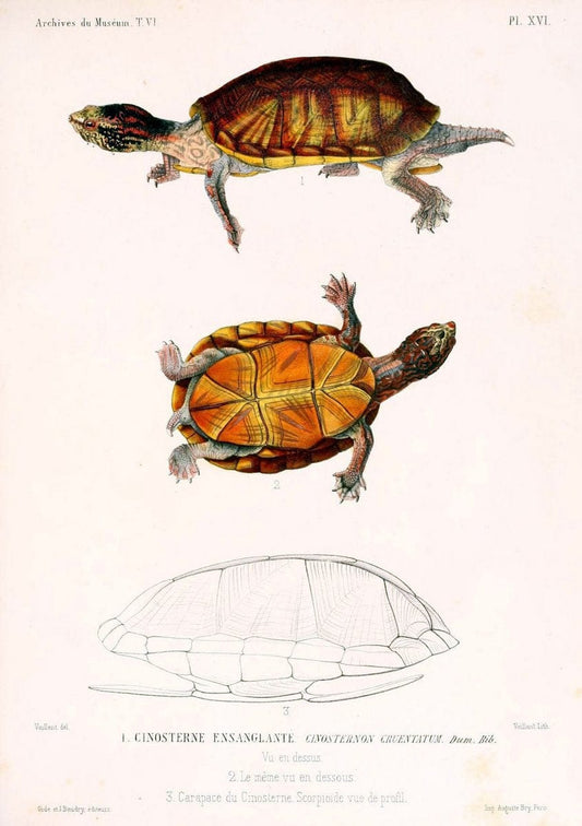 Description des reptiles nouveaux ou imparfaitement connus de la collection du MusÃ©um d'histoire naturelle et remarques sur la classification et les caractÃ¨res des reptiles. | Reproduction 468290