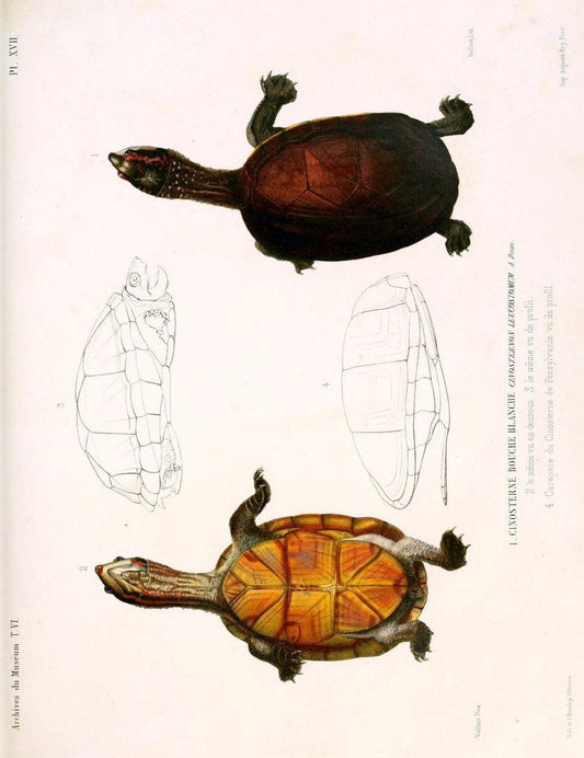 Description des reptiles nouveaux ou imparfaitement connus de la collection du MusÃ©um d'histoire naturelle et remarques sur la classification et les caractÃ¨res des reptiles. | Reproduction 468291