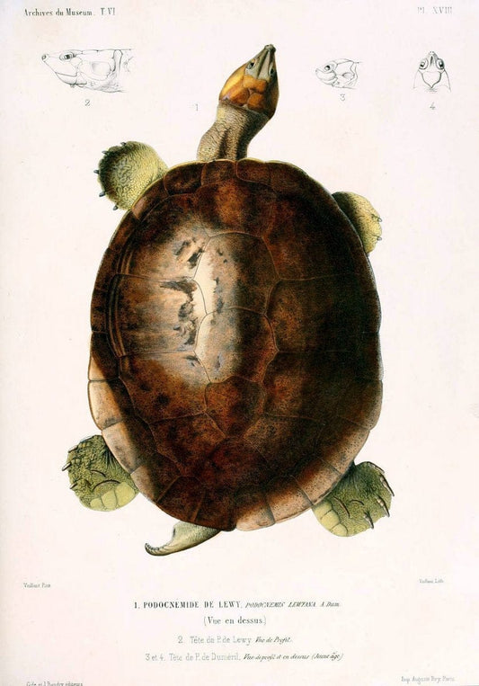 Description des reptiles nouveaux ou imparfaitement connus de la collection du MusÃ©um d'histoire naturelle et remarques sur la classification et les caractÃ¨res des reptiles. | Reproduction 468292