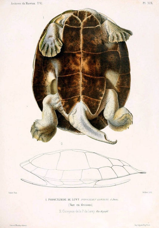 Description des reptiles nouveaux ou imparfaitement connus de la collection du MusÃ©um d'histoire naturelle et remarques sur la classification et les caractÃ¨res des reptiles. | Reproduction 468293