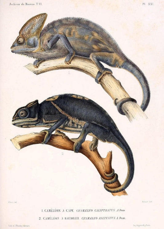 Description des reptiles nouveaux ou imparfaitement connus de la collection du MusÃ©um d'histoire naturelle et remarques sur la classification et les caractÃ¨res des reptiles. | Reproduction 468294