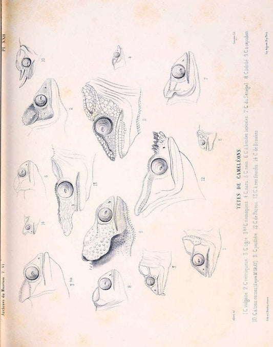 Description des reptiles nouveaux ou imparfaitement connus de la collection du MusÃ©um d'histoire naturelle et remarques sur la classification et les caractÃ¨res des reptiles. | Reproduction 468295