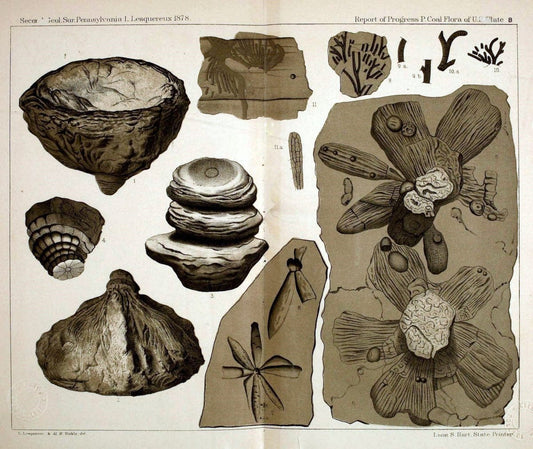 Description of the coal flora of the Carboniferous formation in Pennsylvania and through | Carboniferous Paleobotany Pennsylvania "Wellesley College Library (archive.org)" |Vintage Reproduction 468296