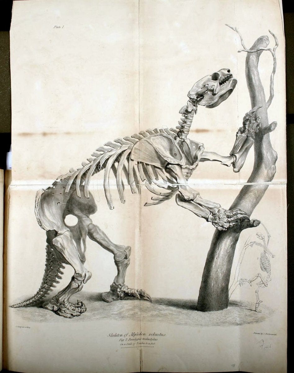 Description of the skeleton of an extinct gigantic Sloth, Mylodon robustus, Owen, with o | "Natural History Museum Library, London" | Vintage Print Reproduction 468297