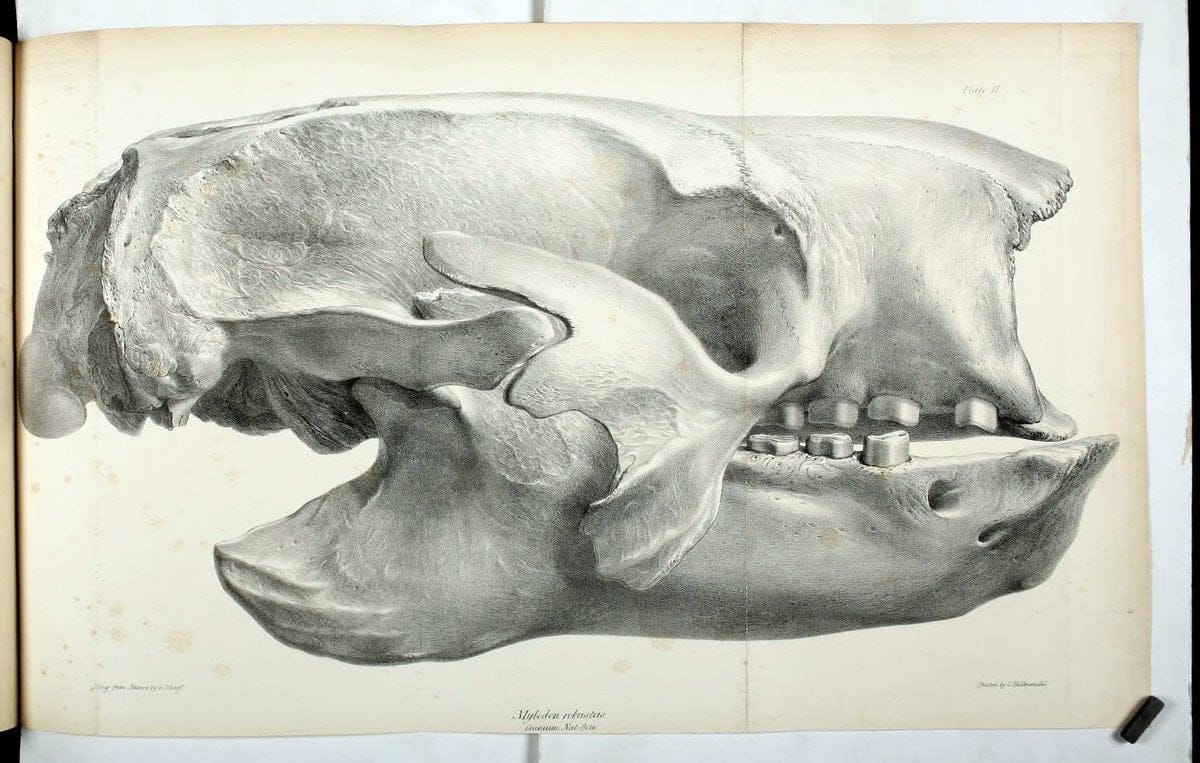Description of the skeleton of an extinct gigantic Sloth, Mylodon robustus, Owen, with o | "Natural History Museum Library, London" | Vintage Print Reproduction 468298