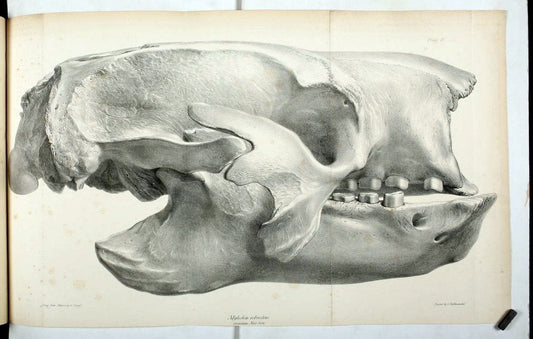 Description of the skeleton of an extinct gigantic Sloth, Mylodon robustus, Owen, with o | "Natural History Museum Library, London" | Vintage Print Reproduction 468298